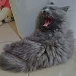 150x150 549230 0485933ef961c67b